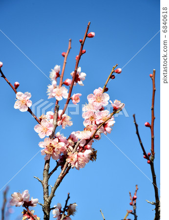 梅花 梅花 6840618