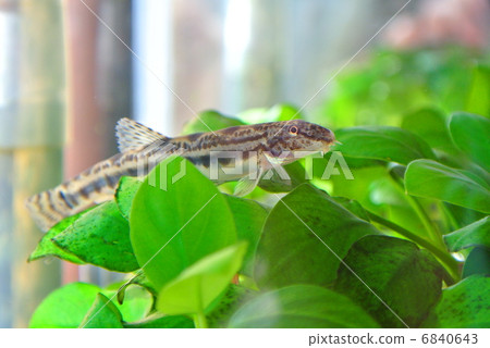 Yamato Shimada Dojo 6840643