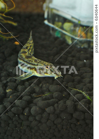 Yamato Shimada Dojo 6840644