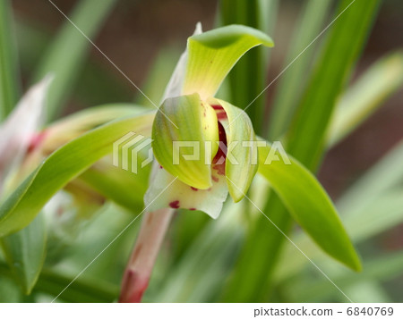 Flower of Shuran 6840769