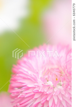 Spring flowers Daisy gardening flower bed flower gather closeup planting up Spring flowers Daisy gardening flower bed flower gather closeup planting up 6840779