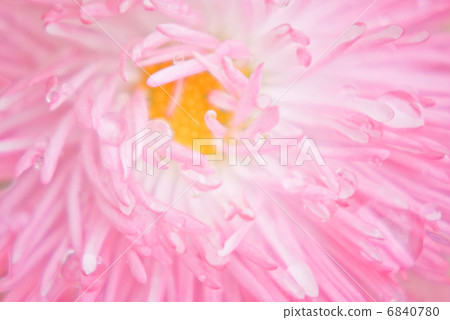 春天開花雛菊從事園藝的花床花田起來 6840780