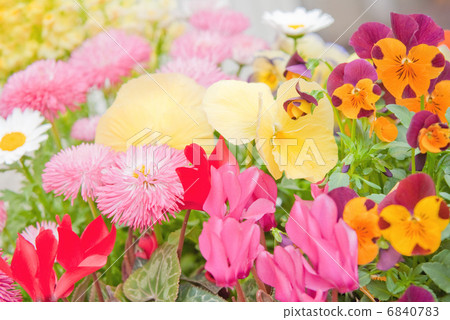 春天花仙客來蝴蝶花中提琴花床花園領域花自然 6840783