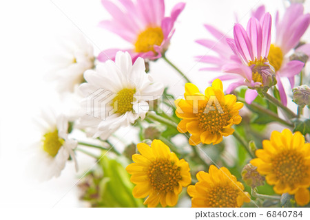 Spring flowers Daisy gardening flower garden Flower gardens up closeup planting Spring flowers Daisy gardening flower garden Flower gardens up closeup planting 6840784