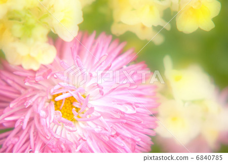 春天開花雛菊從事園藝的花園花園特寫鏡頭種植 春天開花雛菊從事園藝的花園花園特寫鏡頭種植 6840785