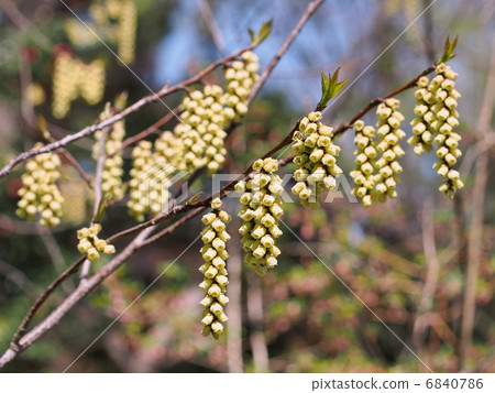 Flower of Kiboshi 6840786