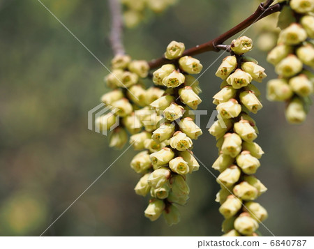 Kiboshi之花 6840787