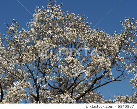 Kobushi flower 6840897