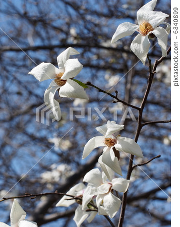 Kobushi flower 6840899