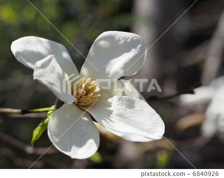 Kobushi花 Kobushi花 6840926