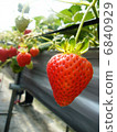 草莓 6840929