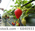 草莓 6840933