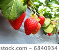 草莓 6840934