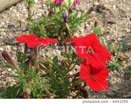 Million bell Million bell 6841056