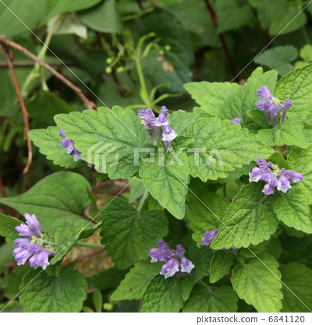 黃芩 黃芩 6841120