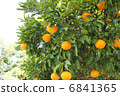 Mandarin orange 6841365