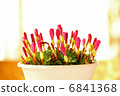 Potted plant of Oxalis 6841368