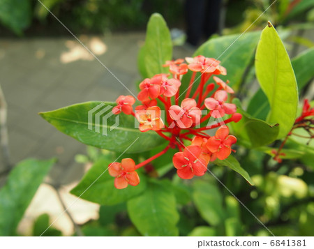 桑坦卡之花 6841381