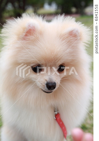 可愛的博美犬 可愛的博美犬 6841558