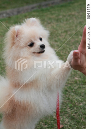 可愛的博美犬 6841559