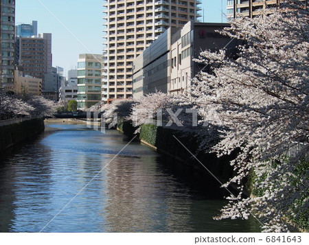 櫻桃樹 櫻桃樹 6841643