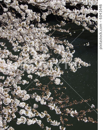 櫻桃樹 櫻桃樹 6841646