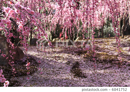 在Jonangu哭泣的李子 6841752