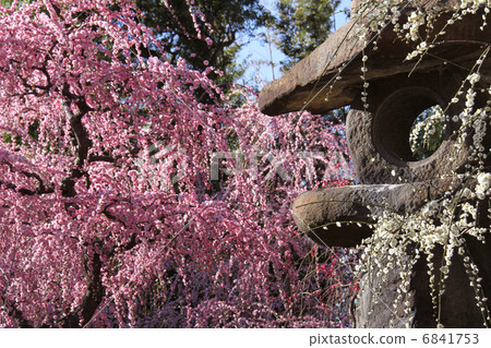 在Jonangu哭泣的李子 6841753