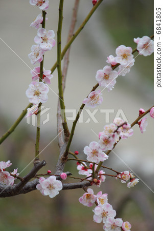 Plum blossoms Plum blossoms 6841805