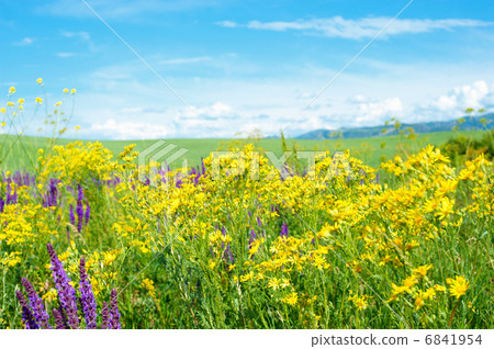 Summer landscape 6841954