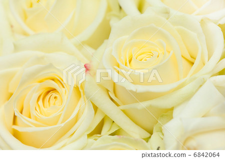 nice roses nice roses 6842064