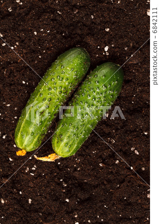 cucumbers on the soil cucumbers on the soil 6842111
