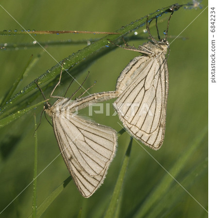 Two butterflies on a meadow 6842234