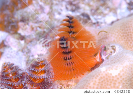 大旋鰓蟲 大旋鰓蟲 6842358