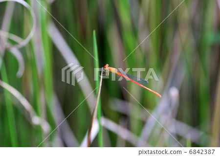 貝尼豆娘 貝尼豆娘 6842387