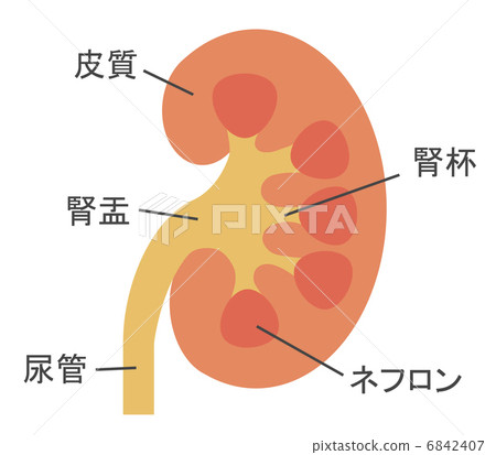 腎臟是如何起作用的 腎臟是如何起作用的 6842407