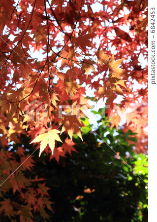 Autumn leaves 6842453