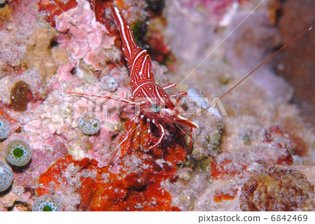 shrimp shrimp 6842469