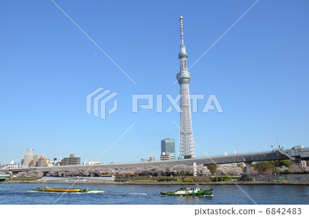 Sky tree and cherry tree Sky tree and cherry tree 6842483
