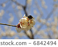 White plum and bees 6842494
