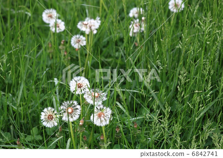 草原蒲公英 草原蒲公英 6842741