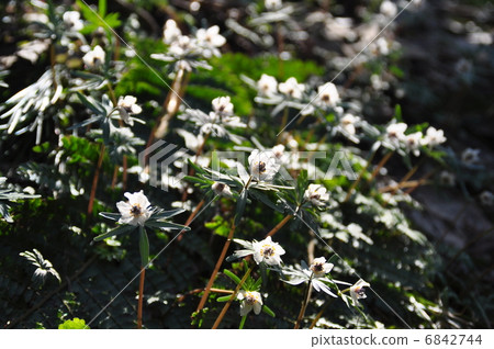 瀨底村 瀨底村 6842744