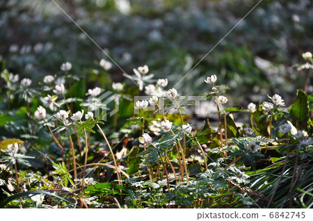 瀨底村 瀨底村 6842745