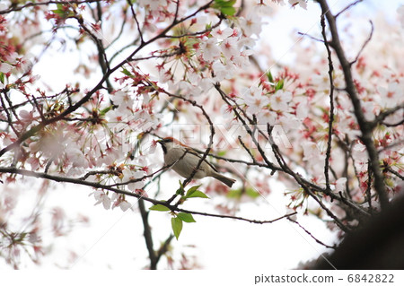 Sakura and New Years 6842822