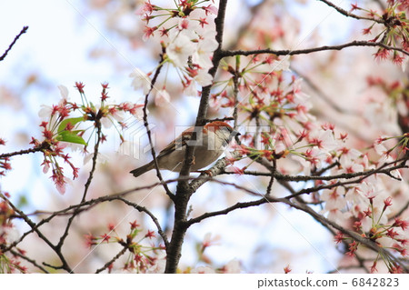 櫻花與新年 6842823