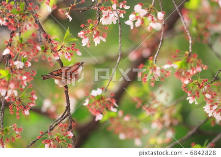 Sakura and New Years 6842828
