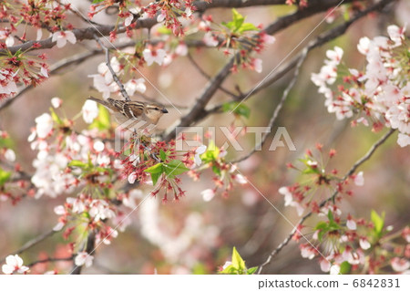 櫻花與新年 6842831