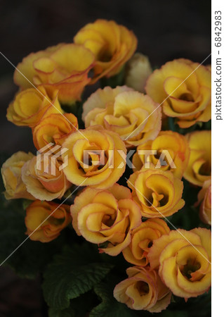 Nice flowers Nice flowers 6842983