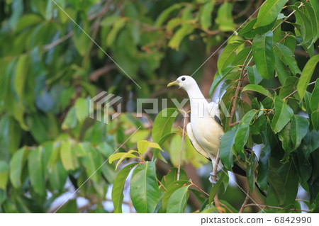 Papua Sodeg Rovato Papua Sodeg Rovato 6842990