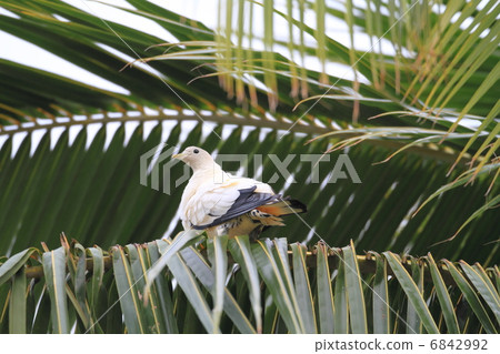 Papua Sodeg Rovato 6842992